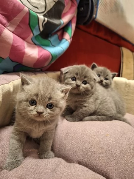 Disponibili due cuccioli straight  | Foto 3