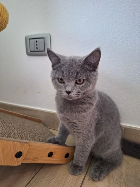 Disponibili due cuccioli straight  | Foto 2