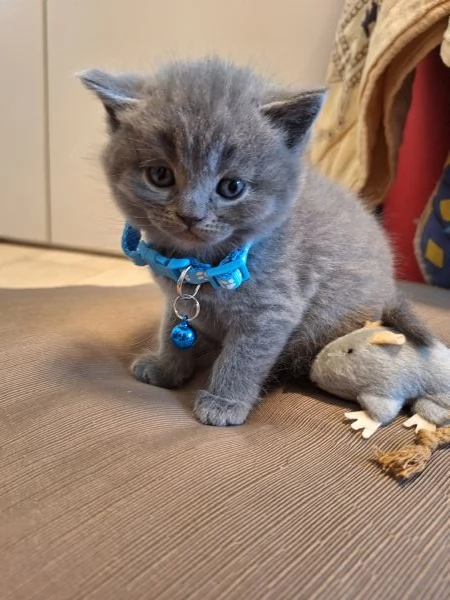 Disponibili due cuccioli straight  | Foto 1