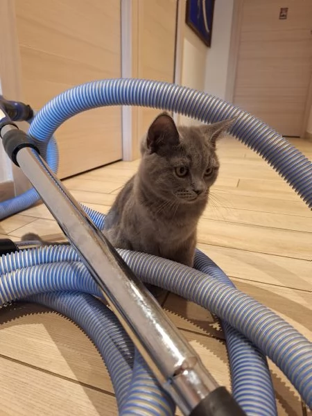 Disponibili due cuccioli straight  | Foto 0