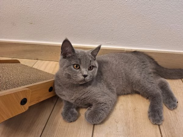 Disponibili due cuccioli straight 