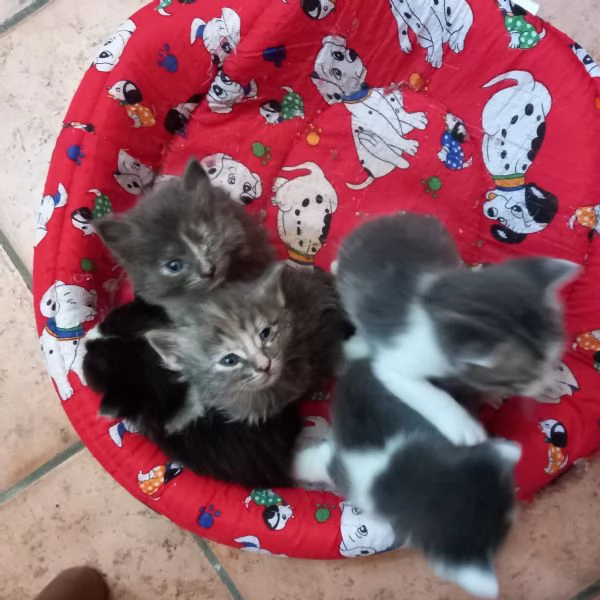 Gattini in dono | Foto 2