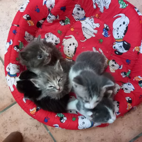 Gattini in dono | Foto 1