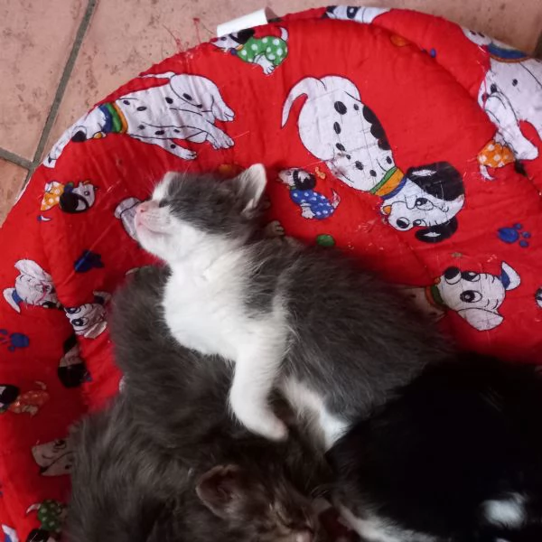 Gattini in dono | Foto 0