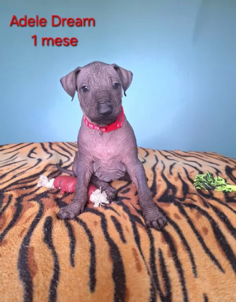 Vendesi cuccioli | Foto 4