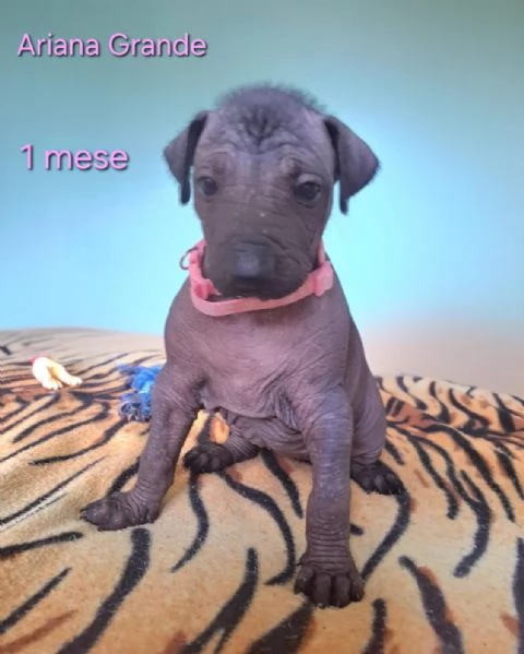 Vendesi cuccioli | Foto 3