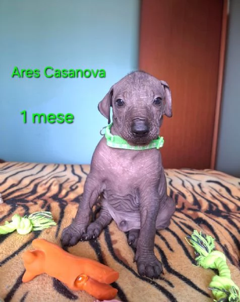 Vendesi cuccioli | Foto 2