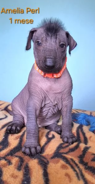 Vendesi cuccioli | Foto 1