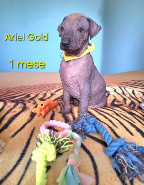 Vendesi cuccioli | Foto 0