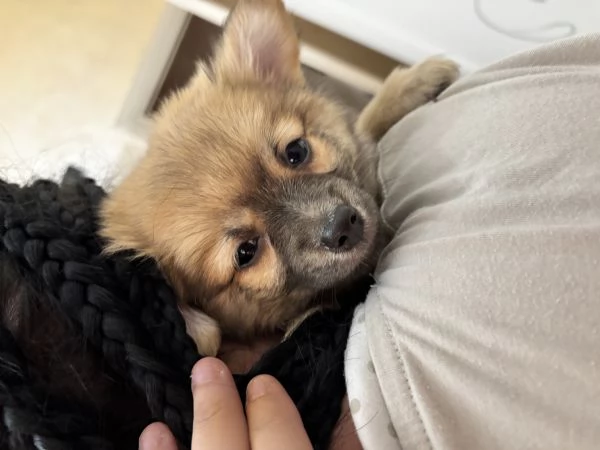 Vendo Cucciolo di Pomeriana