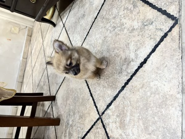 Vendo Cucciolo di Pomeriana | Foto 1