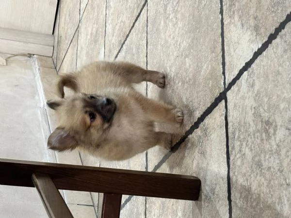 Vendo Cucciolo di Pomeriana | Foto 0