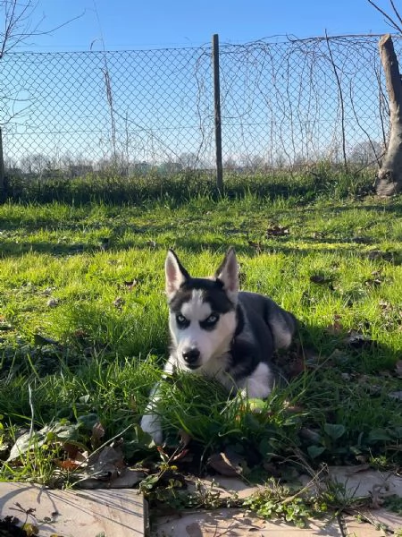 Vendo husky femmina