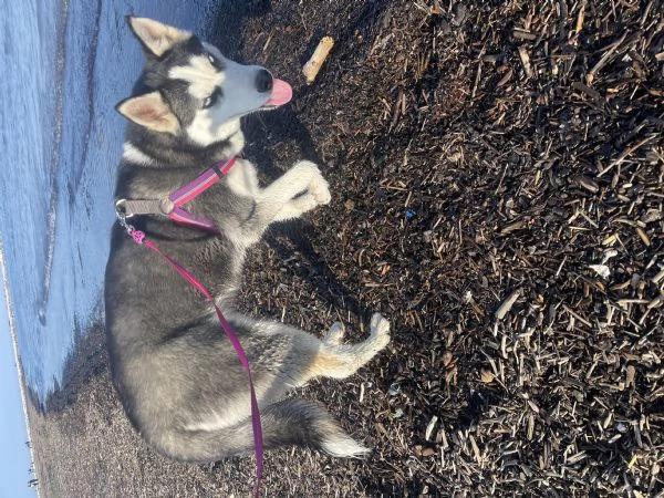 Vendo husky femmina | Foto 2