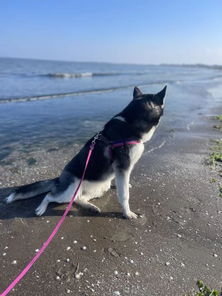 Vendo husky femmina | Foto 1