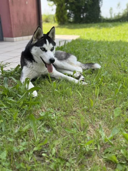 Vendo husky femmina | Foto 0