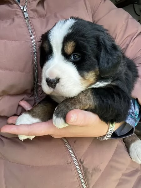 Simpatici cuccioli di montagna bernese 