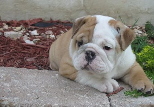 Regalo cuccioli di bulldog inglese femminucce e maschietti 