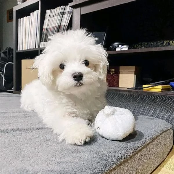 regalo : adorabili cuccioli di maltese toy