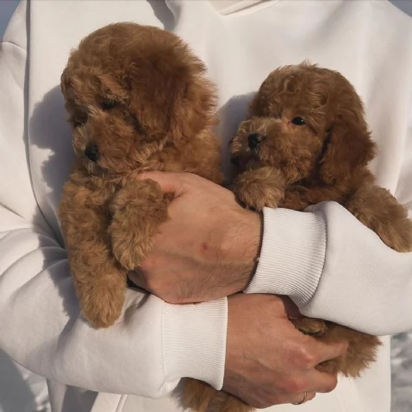 Regalo cuccioli di barboncino