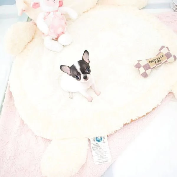 Regalo chihuahua taglia molto piccola