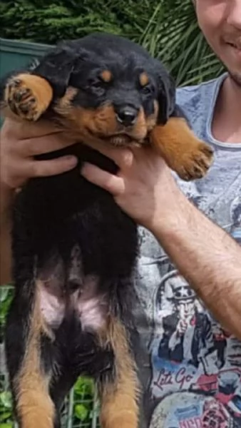 Regalo Rottweiler cuccioli