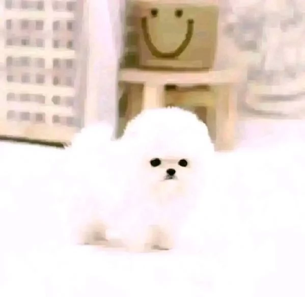 Cuccioli di Pomerania mini toy.