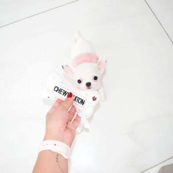 Regalo Chihuahua cuccioli