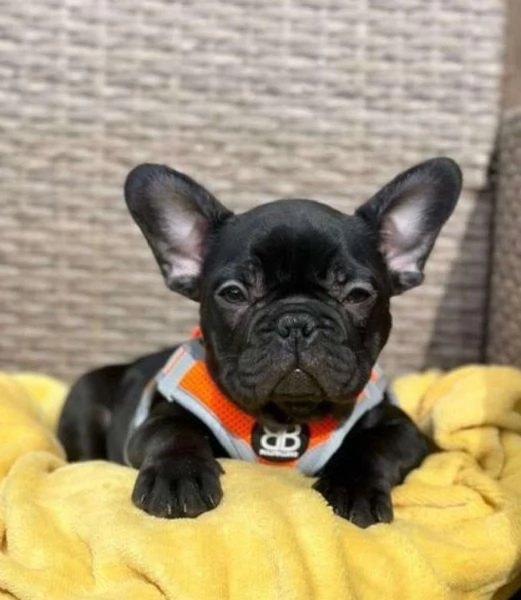 Regalo....cucciolata di bouledogue francese