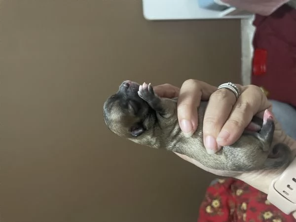 Vendo cuccioli di Chuahahah 