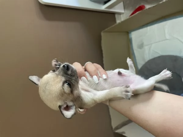 Vendo cuccioli di Chuahahah  | Foto 2