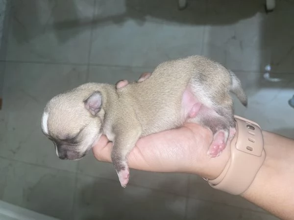 Vendo cuccioli di Chuahahah  | Foto 1