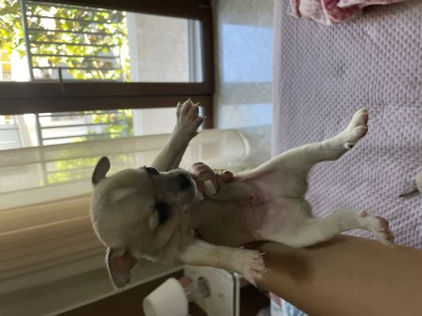 Vendo cuccioli di Chuahahah  | Foto 0