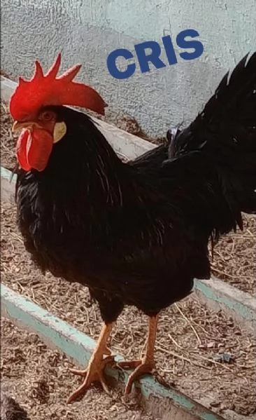 PULCINI RAZZA ORNAMENTALE e OVAIOLE LIVORNO NEROBLU  | Foto 2