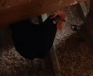 PULCINI RAZZA ORNAMENTALE e OVAIOLE LIVORNO NEROBLU  | Foto 1