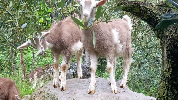 Capra Bionda dell'Adamello