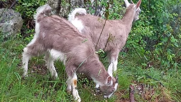 Capra Bionda dell'Adamello | Foto 4