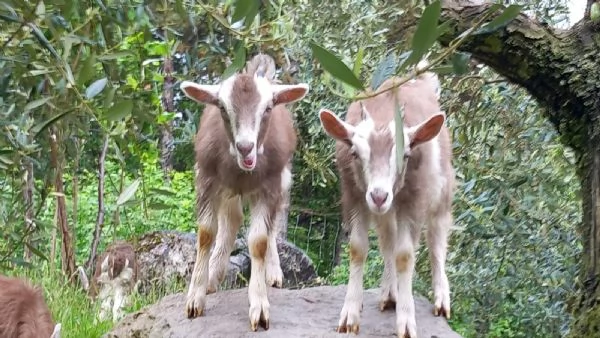 Capra Bionda dell'Adamello | Foto 3