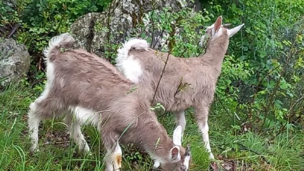 Capra Bionda dell'Adamello | Foto 2