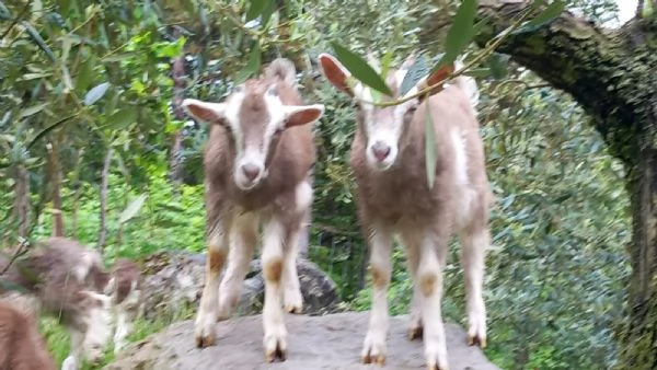 Capra Bionda dell'Adamello | Foto 1