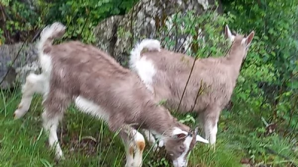 Capra Bionda dell'Adamello | Foto 0