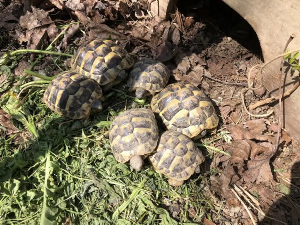 Testudo hermanni boettgeri