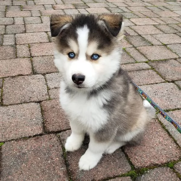 Adorabili cuccioli di Pomsky