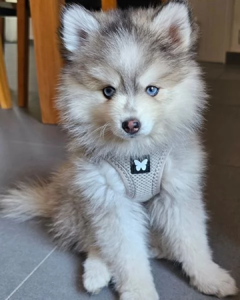 Adorabili cuccioli di Pomsky | Foto 0