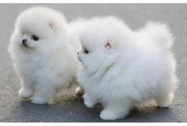 Simpatici cuccioli di Pomerania