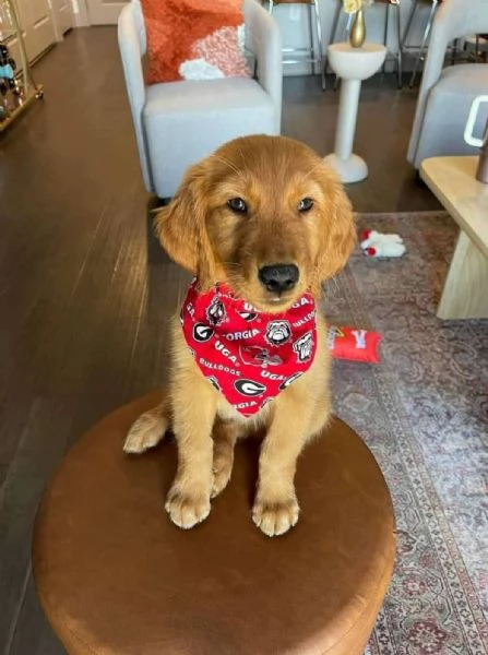 REGALO GOLDEN RETRIEVER  | Foto 0