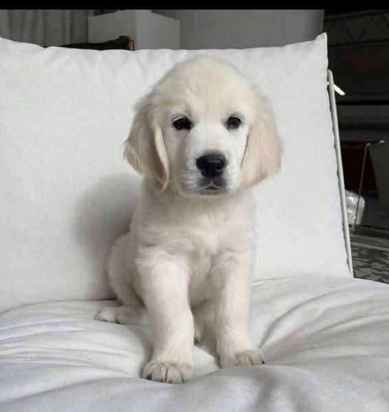 REGALO GOLDEN RETRIEVER | Foto 2