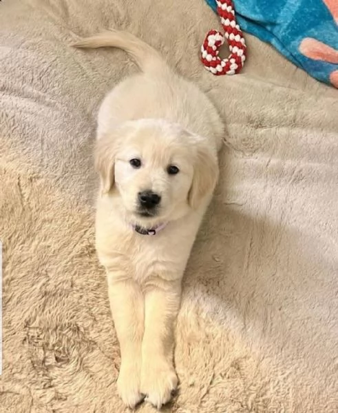 REGALO GOLDEN RETRIEVER | Foto 0