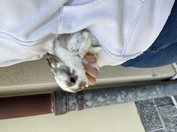 Conigli nani ariete | Foto 2