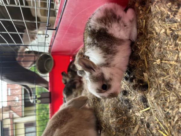 Conigli nani ariete | Foto 1